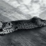 Красивые кошки на рабочий стол|Wallpapers cats