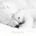 R. Nikolaenko - Polaric (2014) MP3 / 320 kbps